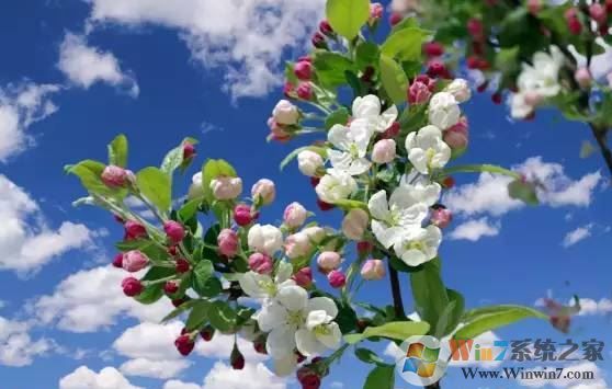 ps色彩范圍怎么用?教你PS使用色彩范圍來摳圖的方法