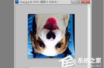 ps怎么旋轉圖片？Photoshop旋轉圖片教程