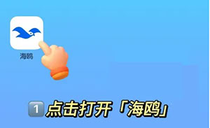 海鷗